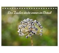 Der Zauber steckt immer im Detail (Tischkalender 2026 DIN A5 quer), CALVENDO Monatskalender: Vieles in der Natur erst auf den zweiten Blick schön, wenn man genauer hinsieht!