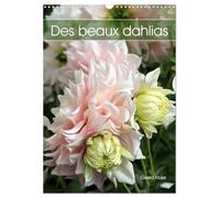 Des beaux dahlias (Calendrier mural 2026 DIN A3 horizontal), CALVENDO calendrier mensuel: Les dahlias du jardin fascinent par leurs innombrables formes et couleurs