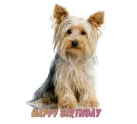 Desayuno en Hollywood: TV de pantalla ancha de 16x9: Feliz cumpleaños [DVD]