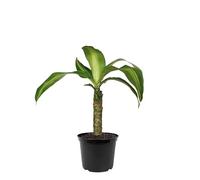 Descubre la Belleza del Tronco de Brasil Una Planta Exótica para tu Rincón Especial