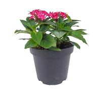 Descubre la Versatilidad de la Pentas Lanceolatas Una Flor Estival para Cada Rincón