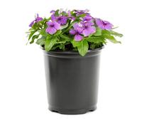 Descubre la Versatilidad de la Vinca Una Flor Doncella Estival para Cada Rincón