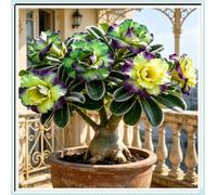 Desert Rose - Raíces - Emite una delicada fragancia a violetas - Una Hosta poco común - De fácil cuidado - Un acento ideal para el jardín - (No es un producto artificial)-1 Raíce-J