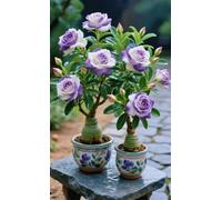 Desert Rose - Raíces - Emite una delicada fragancia a violetas - Una poco común - De fácil cuidado - Un acento ideal para el jardín - (No es un producto artificial)-2 Raíce-H