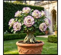 Desert Rose - Raíces - Emite una delicada fragancia a violetas - Una poco común - De fácil cuidado - Un acento ideal para el jardín - (No es un producto artificial)-1 Raíce-B