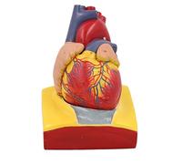 Desmontable Modelo Anatómico del Corazón Humano 1:1 Con Base de Diafragma, Modelo Anatómico de Corazón Incluye 34 Señales Digitales y Manual de Instrucciones para Estudio de Enfermería