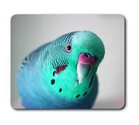 Destination Vinyl Ltd Estera cómoda del ratón - Azul Verde Budgie 23.5 x 19.6 cm (9.3 x 7.7 Pulgadas) para la computadora y el Ordenador portátil, Oficina, Regalo, Base Antideslizante - RM14566