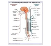 Detailed Human Nervous System Anatomy Poster: Spinal Cord, Vagus & Autonomic Nerves - Educational Canvas Wall Art for Classroom, Office(Unframed,08x12inch(20x30cm))