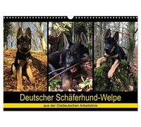 Deutscher Schäferhund-Welpe - aus der Ostdeutschen Arbeitslinie (Wandkalender 2026 DIN A3 quer), CALVENDO Monatskalender: Dieser tierische Kalender ... auf dem Weg des Erwachsen-Werdens.