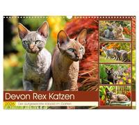 Devon Rex Katzen. Der aufgeweckte Kobold im Garten (Wandkalender 2026 DIN A3 quer), CALVENDO Monatskalender: Diese zarte Elfen bezaubern mit ihrem Blick und ihrer Anmut