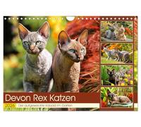 Devon Rex Katzen. Der aufgeweckte Kobold im Garten (Wandkalender 2026 DIN A4 quer), CALVENDO Monatskalender: Diese zarte Elfen bezaubern mit ihrem Blick und ihrer Anmut