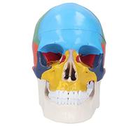 DEWIN Modelo de Calavera de Cerebro Modelo de Calavera Tamaño de Vida 3 Parte Modelo Anatómico de Calavera Humana Desmontable con Cuadro de Color para Enseñar y Aprender