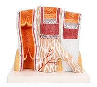 DFGHNBVC Estructura De La Vena Arterial, Modelo Anatómico, Órgano Humano, Modelo De Vaso, Arteria para Fines Médicos, para Médicos, Estudiantes Y Estudiantes, Modelos Médicos