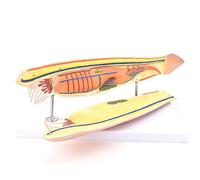 DFGHNBVC Modelo Anatómico De Anfioxo Modelo De Babosa Marina Anatomía Animal Equipo Educativo Ciencias De Laboratorio Recursos Didácticos Herramienta De Estudio