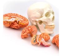 DFGHNBVC Modelo Anatómico del Cerebro del Cráneo. Modelo Anatómico De Cráneo Humano con Cerebro. Modelo Realista De Humanatomy 1:1. Modelo De Cráneo Etiquetado para Educación Médica.