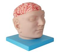 DFGHNBVC Modelo Anatómico del Cerebro Humano, Modelo De Base Y Señal Digital Desmontable, Modelo De Cráneo Humano De Tamaño Natural para Aprendizaje Re