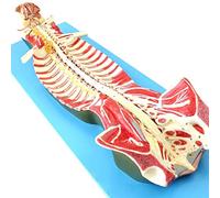 DFGHNBVC Modelo Anatómico Humano. Columna Vertebral Humana. Modelo Anatómico del Canal Espinal. Muestra El Cerebro Y Los Nervios Cerebelosos. Nervios Espinales Dentro del Canal.