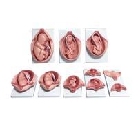 DFGHNBVC Modelo De Cuerpo Humano A Tamaño Real, Proceso De Desarrollo Embrionario, Modelo Fetal, Modelo De Anatomía De Pelvis Durante El Embarazo, Juego De 10 Piezas