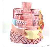 DFGHNBVC Modelo De Órgano Humano Modelo Médico Ortopédico Modelo De Anatomía De Fibra Muscular Esquelética Humana Modelo Didáctico Colorido