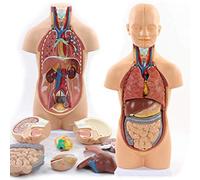 DFGHNBVC Modelo De Torso Humano Asexual De 52 Cm, Anatomía, Órganos Internos Anatómicos, Desmontable, 12 Piezas, para Recursos Didácticos Escolares Y Educativos.