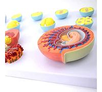 DFGHNBVC Modelo del Proceso De Fertilización Y Desarrollo Embrionario Temprano. Tejido Anatómico Científico. Herramienta De Ayuda Didáctica para La Formación De Médicos.
