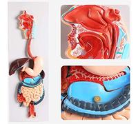DFGHNBVC Modelo del Sistema Digestivo Humano - Modelo Anatómico Educativo 3D para Médicos - Anatomía Y Órganos del Estómago