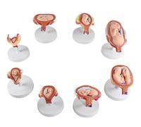 DFGHNBVC Modelo Educativo De 8 Piezas Desmontable De Anatomía Y Desarrollo del Embrión Humano. Modelo De Desarrollo Fetal Humano. Modelo del Proceso De Desarrollo del Embarazo Humano.