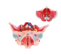 DFGHNBVC Modelo Pélvico Femenino Desmontable. Modelo Anatómico Vascular Y Neural del Suelo Pélvico Femenino (1:1). Modelo De Órgano Desmontable.