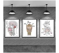 DFRES Laringe Vocal AnatomíA Medicina EducacióN Lienzo Arte De La Pared ImpresióN De Poster Cuadros para El Consultorio del MéDico ClíNica Decoracion De La Pared Pinturas 40x60cmx3 Sin Marco