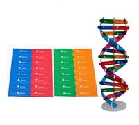 DHinkyoung Modelo de ADN Educativo Doble Hélice Modelo Creativo Doble Espiral Montaje Modelo para Niños y Niños Educación