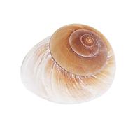 DHliIQQ Rollo de cáscara pescado ermita cangrejo repuesto cáscara decoración acuario concha M2L1 caracol caracol pan natural especial