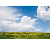 Día Soleado en Campo Abierto - Juego de Rompecabezas de Madera de 500 Piezas: Juego de Rompecabezas Relajante para armar, acertijos (14 años+)