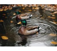 Diamond Art Pato Diamond Painting 110x80cm 9-966IQ