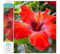 DIAMOND DOTZ- Squares DQ8 Kit intermedio, Color Hibisco en Flor, 41 x 31cm (DQ8.018)