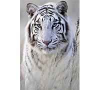 Diamond Painting 20x30cm, 5D DIY Tigre Blanco Salvaje Pintura Cuadro Redondo Diamante Art Completo Cristal Rhinestones Bordado Punto de Cruz Pintura Painting para Decoración Hogar, Niños, Adultos U585
