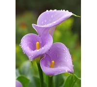 Diamond Painting Adultos, 5D Dibujos con Diamantes Lirio Diamond Art Rocío Pintura de Diamante Niños, DIY Manualidades Adultos, 20x30cm Punto de Cruz Diamante Lienzo, Decoración Pared Regalo 6X-230