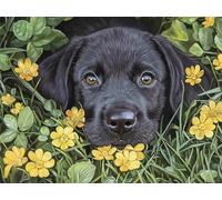 Diamond Painting Adultos Flor Pintura de Diamante Perro, 5D DIY Diamond Painting Punto de Cruz Manualidades Adultos, Strass Bordado Mosaico Puzzle Art para Decoración Hogar Regalo 30x20cm E0-876