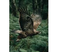 Diamond Painting áGuila, Planta Diamond Painting Manualidades Adultos Kits, 5D Pintura Diamante, DIY Diamantes Punto de Cruz Kits, Manualidades Adultos, Decoracion Otoño, Regalo Mujer, 60x90cm 1-4264