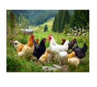 Diamond Painting Animal 120x80cm 2026 Nuevo Diamond Painting Adultos,Pintura Diamante Granja Pintura de Diamante Niños,5D DIY Cristal Bordado Punto de Cruz Kit para Decoracion Navidad,Regalo I-K685