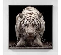 Diamond Painting Animal Pintura Diamante Adultos, Cuadros de Diamantes Tigre Diamond Art Kit, DIY 5D Cristal Piedras Punto de Cruz Puzzle de Diamantes per Decoración de Pared Regalo 100x100cm tb74-0q