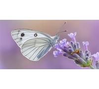 Diamond Painting Grande Mariposa Diamond Painting Adultos Arte 70x35cm Cuadros de Diamantes Kit Animal Pintura Diamante Redondo Completo Arte Manualidades for Para DecoracióN de Pared del Hogar 0O-384
