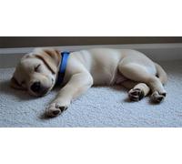 Diamond Painting Perro 5D Dibujos Con Diamantes, DIY Diamond Painting Adultos Animal Pintura de Diamante Kit Manualidades NiñOs Cristal Regalo for Para DecoracióN de Pared del Hogar 60x30cm 0O-143