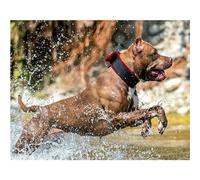 Diamond painting Perro Pitbull,5D Diamond Painting Kit Completo,DIY Cuadros de Diamantes por Números para Niños Adultos,Rhinestone Bordado Punto de Cruz Manualidades Hogar Pared Decoración,25x45cm