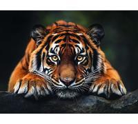 Diamond Painting Tigre, Kit Pintura Diamante Adultos Animal 70x50 cm T0-727