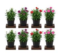 Dianthus Caryophyllus Clavel Natural Caja de 8 Plantas DECOALIVE Maceta 10 cm, Planta Ornamental de 15-20 cm de altura