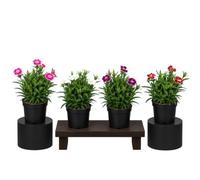 Dianthus Caryophyllus Clavel Natural | DECOALIVE Caja de 4 Plantas | Maceta 10 cm | 15-20 cm de altura | Planta con Flor para Regalo