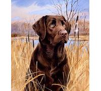 Dibujo de diamantes Kits de pintura de diamantes de bricolaje para adultos, perro labrador de color chocolate 5D, kit de pintura de diamantes de taladro redondo completo, artes de bordado, decoración