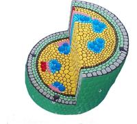 Dicotyledon Stem Model - Plant Cell Anatomy Educational Training Aid for Healthcare applications and Science Learning