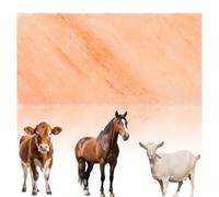 Didiseaon Bloque de Sal para Caballos y Ovejas Suplemento Nutricional y Mejora Alimentación, Bloque Mineral Natural para Uso en Granjas