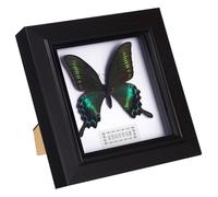 Didiseaon Marco de Exhibición de Especímenes DIY Insecto Simulado Verano Verde Brillante, Marco de Fotos Colgante para Pared, Arte de Pared Decorativo, Ejemplar Hecho a Mano, Decoración